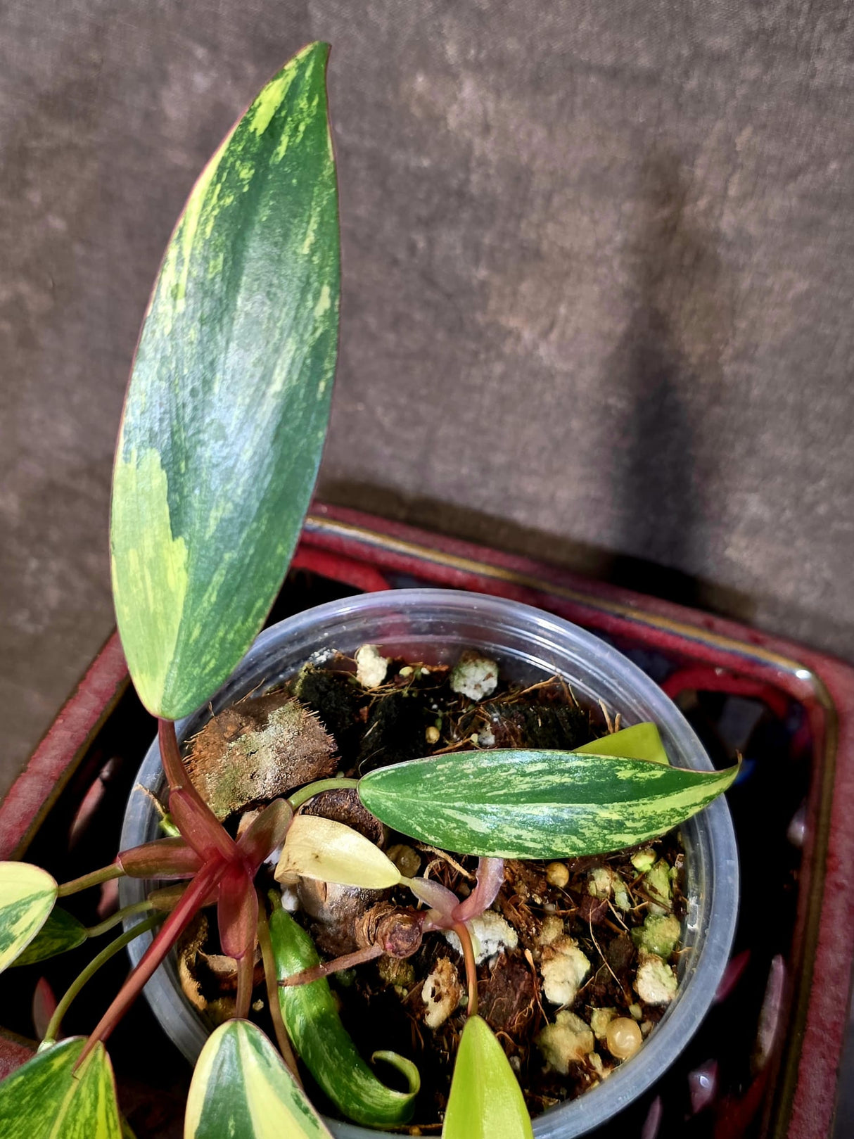 Variegated Philodendron Strawberry Shake - EXACT Plant - (June-16-47)