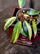 Variegated Philodendron Strawberry Shake - EXACT Plant - (June-16-47)