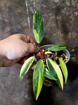 Variegated Philodendron Strawberry Shake - EXACT Plant - (June-16-47)