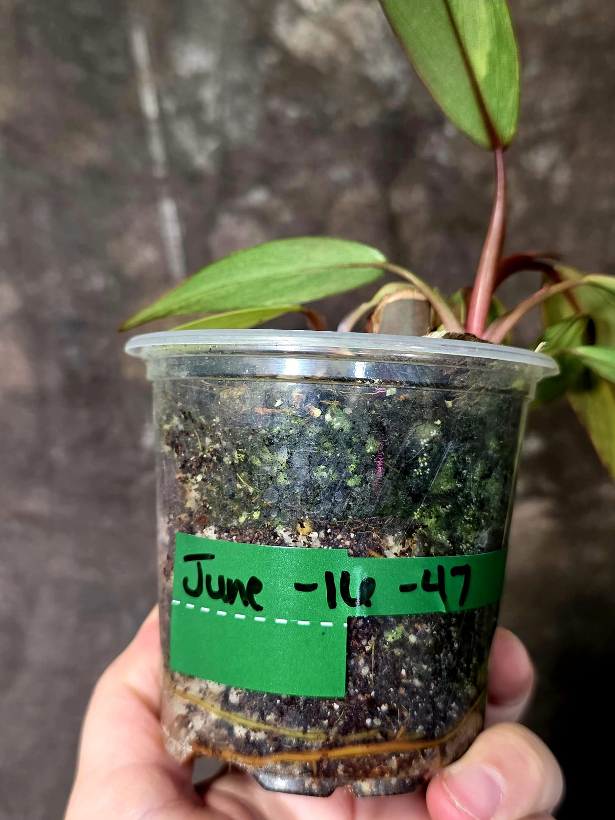 Variegated Philodendron Strawberry Shake - EXACT Plant - (June-16-47)