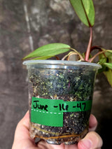 Variegated Philodendron Strawberry Shake - EXACT Plant - (June-16-47)