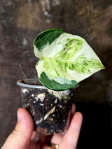 Epipremnum Global Japan - EXACT Japanese Global Pothos - (June-16-48)