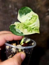 Epipremnum Global Japan - EXACT Japanese Global Pothos - (June-16-48)