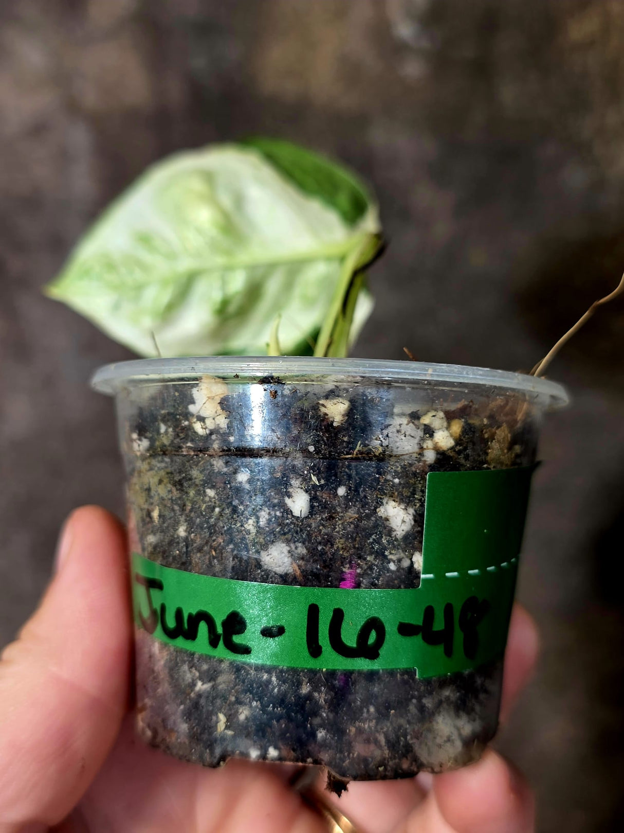 Epipremnum Global Japan - EXACT Japanese Global Pothos - (June-16-48)