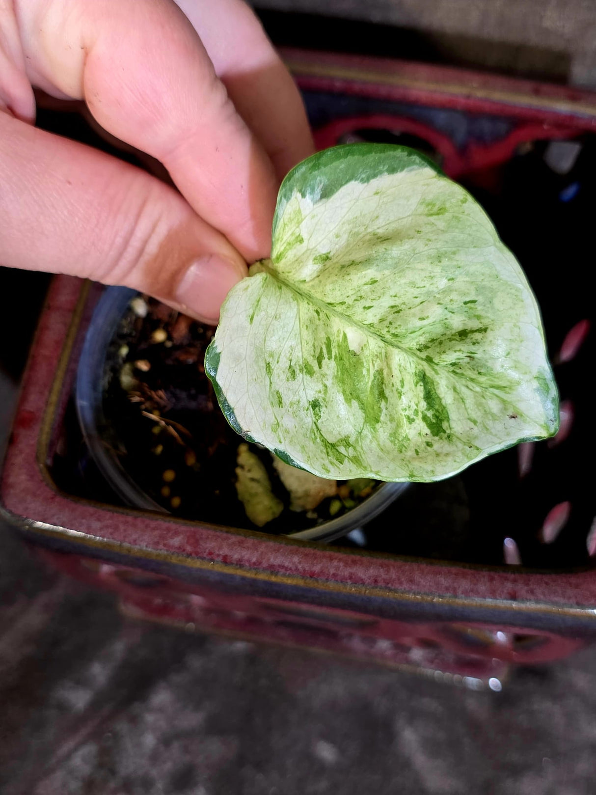 Epipremnum Global Japan - EXACT Japanese Global Pothos - (June-16-49)