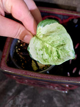 Epipremnum Global Japan - EXACT Japanese Global Pothos - (June-16-49)