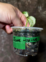 Epipremnum Global Japan - EXACT Japanese Global Pothos - (June-16-49)
