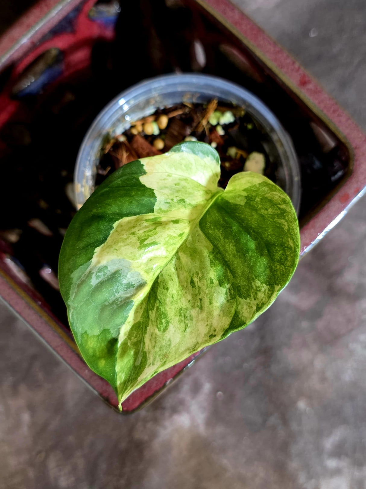 Epipremnum Global Japan - EXACT Japanese Global Pothos - (June-16-50)