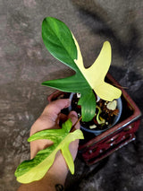 Variegated Philodendron Florida Beauty - Rare Exact Plant - (June-16-51)