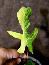 Variegated Philodendron Florida Beauty - Rare Exact Plant - (June-16-51)