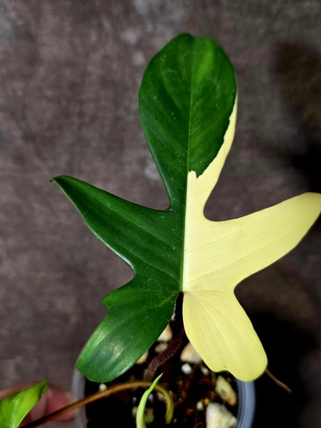 Variegated Philodendron Florida Beauty - Rare Exact Plant - (June-16-51)