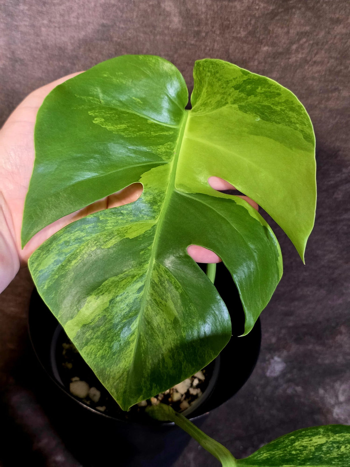 Monstera Borsigiana Aurea Variegated - Exact Plant - US Seller - (June-16-06)