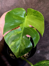 Monstera Borsigiana Aurea Variegated - Exact Plant - US Seller - (June-16-06)