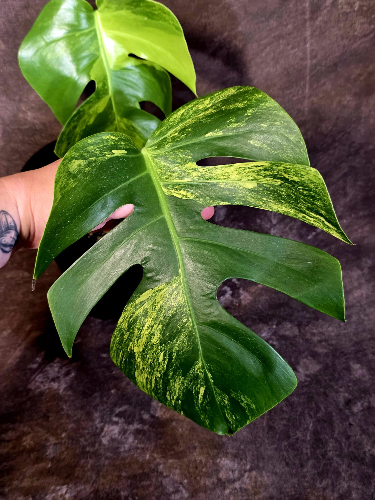 Monstera Borsigiana Aurea Variegated - Exact Plant - US Seller - (June-16-06)