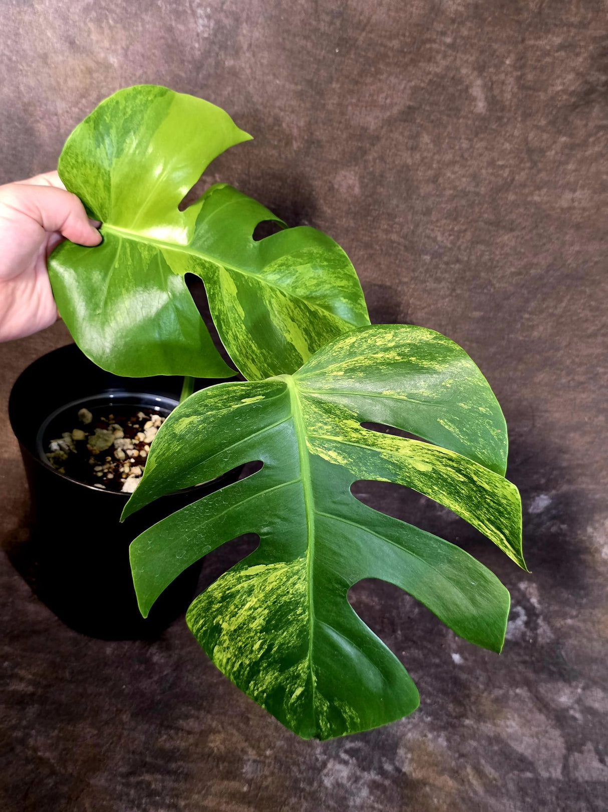 Monstera Borsigiana Aurea Variegated - Exact Plant - US Seller - (June-16-06)