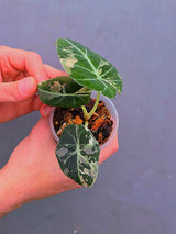 Alocasia Black Velvet Pink Variegated - EXACT Pant (June-17-01)