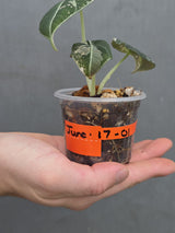 Alocasia Black Velvet Pink Variegated - EXACT Pant (June-17-01)