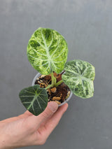 Alocasia Black Velvet Splash Plant - EXACT Plant (June-17-09)