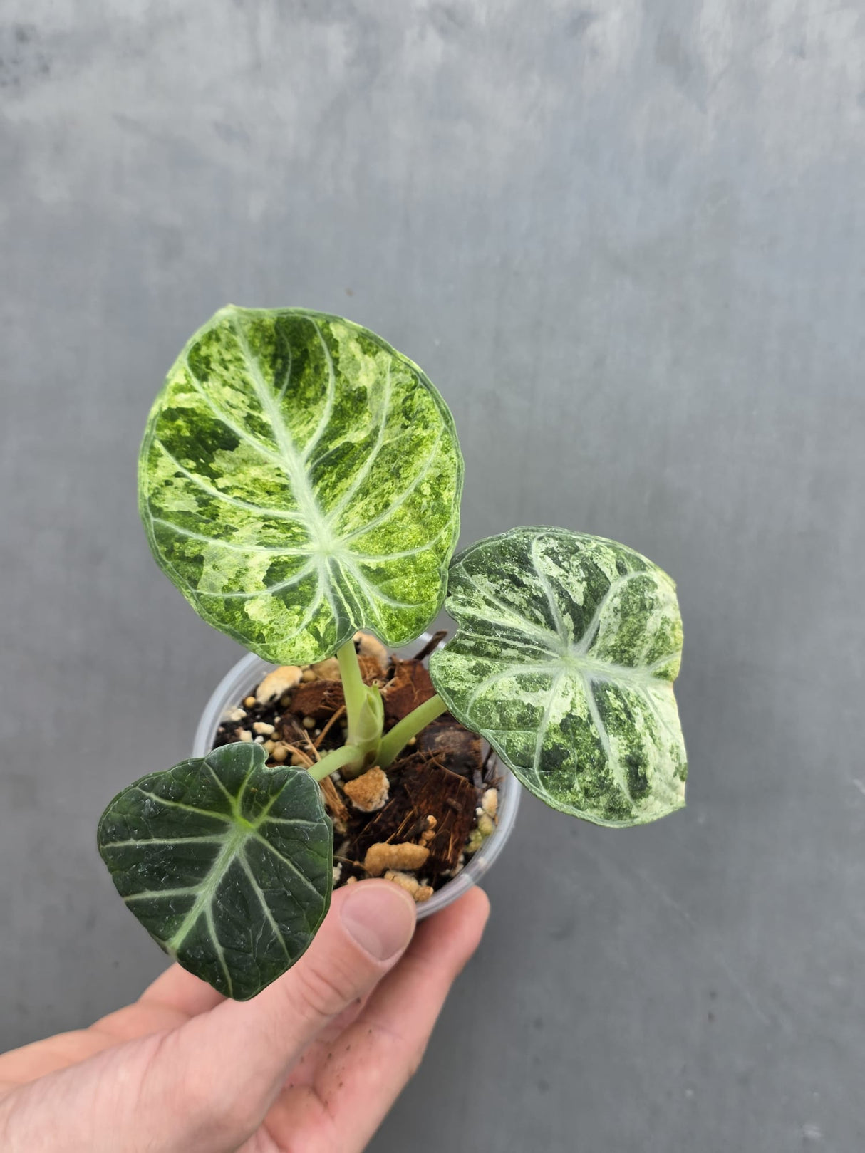 Alocasia Black Velvet Splash Plant - EXACT Plant (June-17-09)