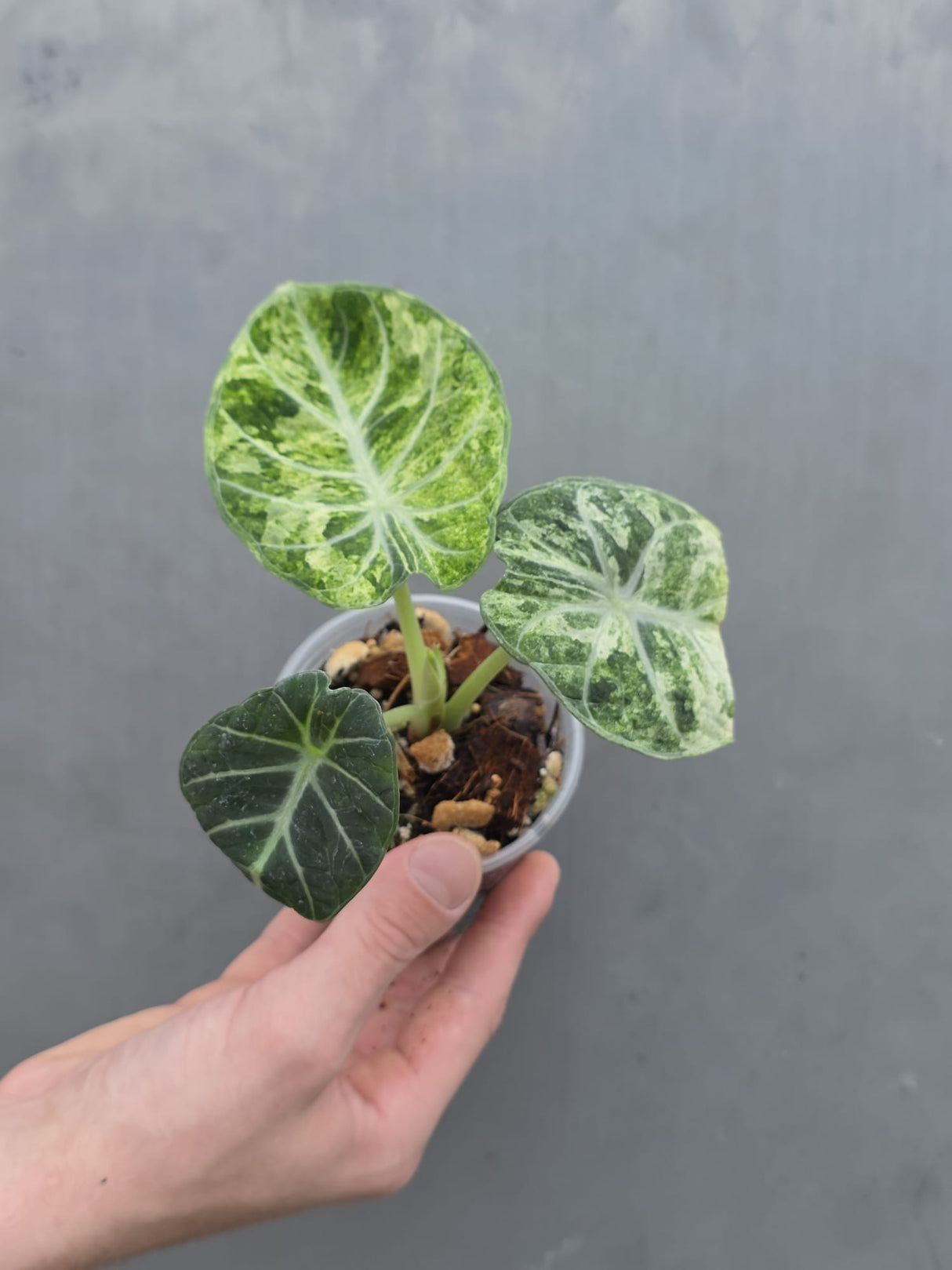 Alocasia Black Velvet Splash Plant - EXACT Plant (June-17-09)