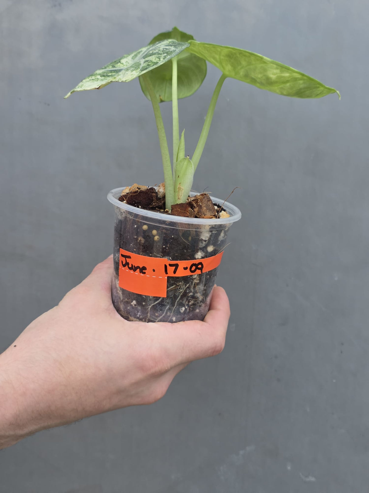 Alocasia Black Velvet Splash Plant - EXACT Plant (June-17-09)