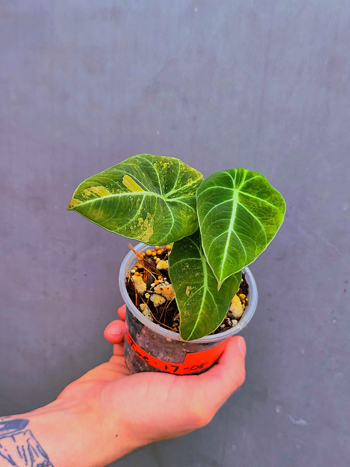 Alocasia Black Velvet Gold Variegated - EXACT Plant (June-17-08)