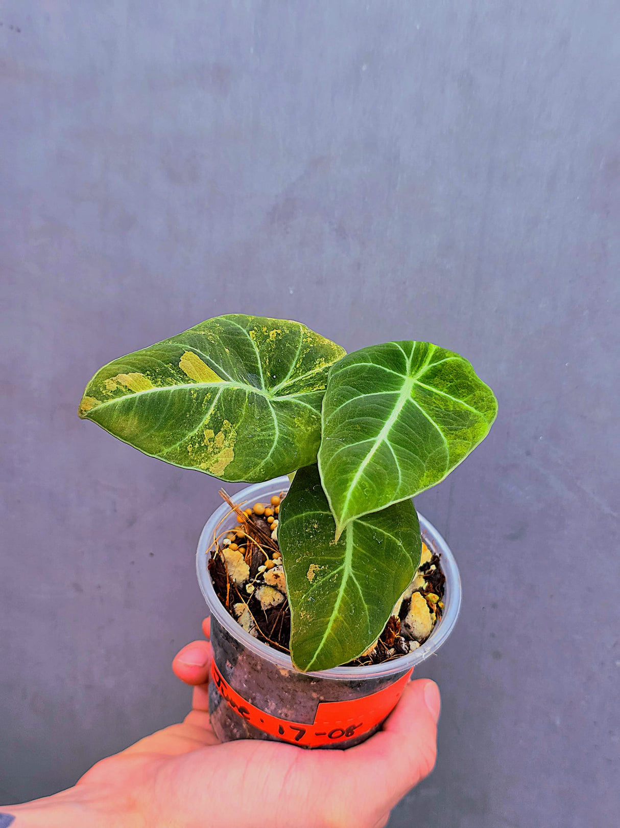 Alocasia Black Velvet Gold Variegated - EXACT Plant (June-17-08)