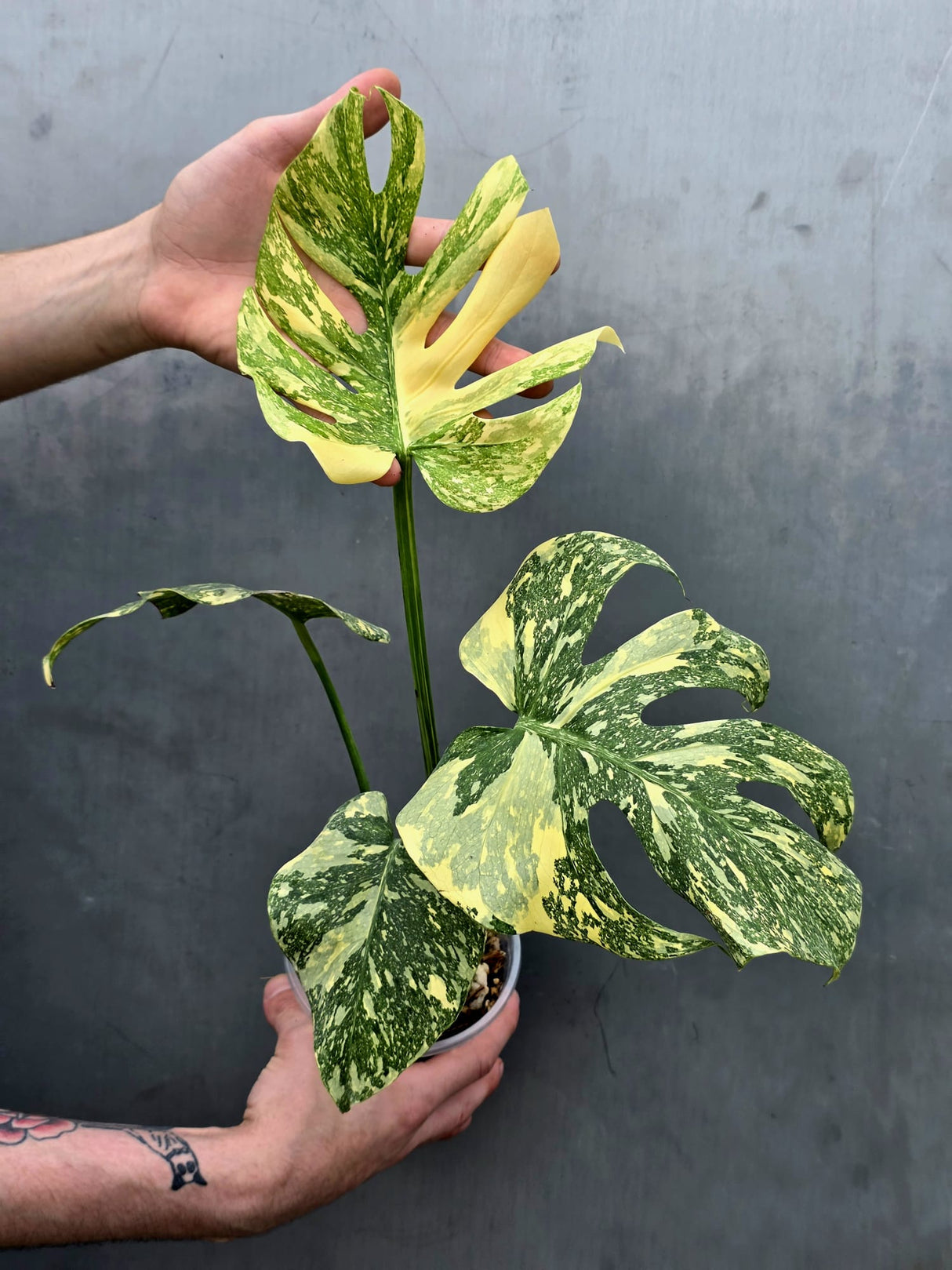 Monstera Deliciosa Crème Brûlée Plant - Rare Variegated Aroid (June-17-18)