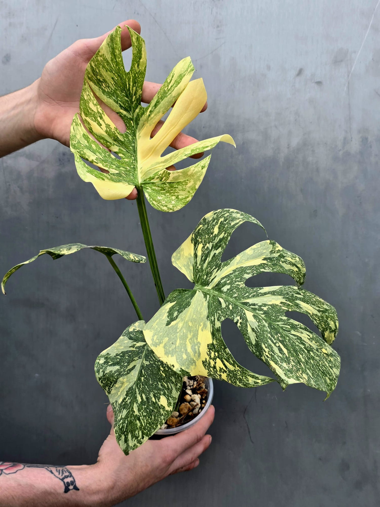 Monstera Deliciosa Crème Brûlée Plant - Rare Variegated Aroid (June-17-18)