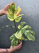 Monstera Deliciosa Crème Brûlée Plant - Rare Variegated Aroid (June-17-18)
