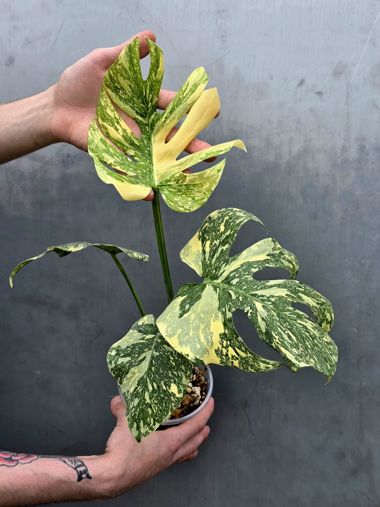 Monstera Deliciosa Crème Brûlée Plant - Rare Variegated Aroid (June-17-18)