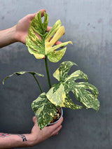 Monstera Deliciosa Crème Brûlée Plant - Rare Variegated Aroid (June-17-18)