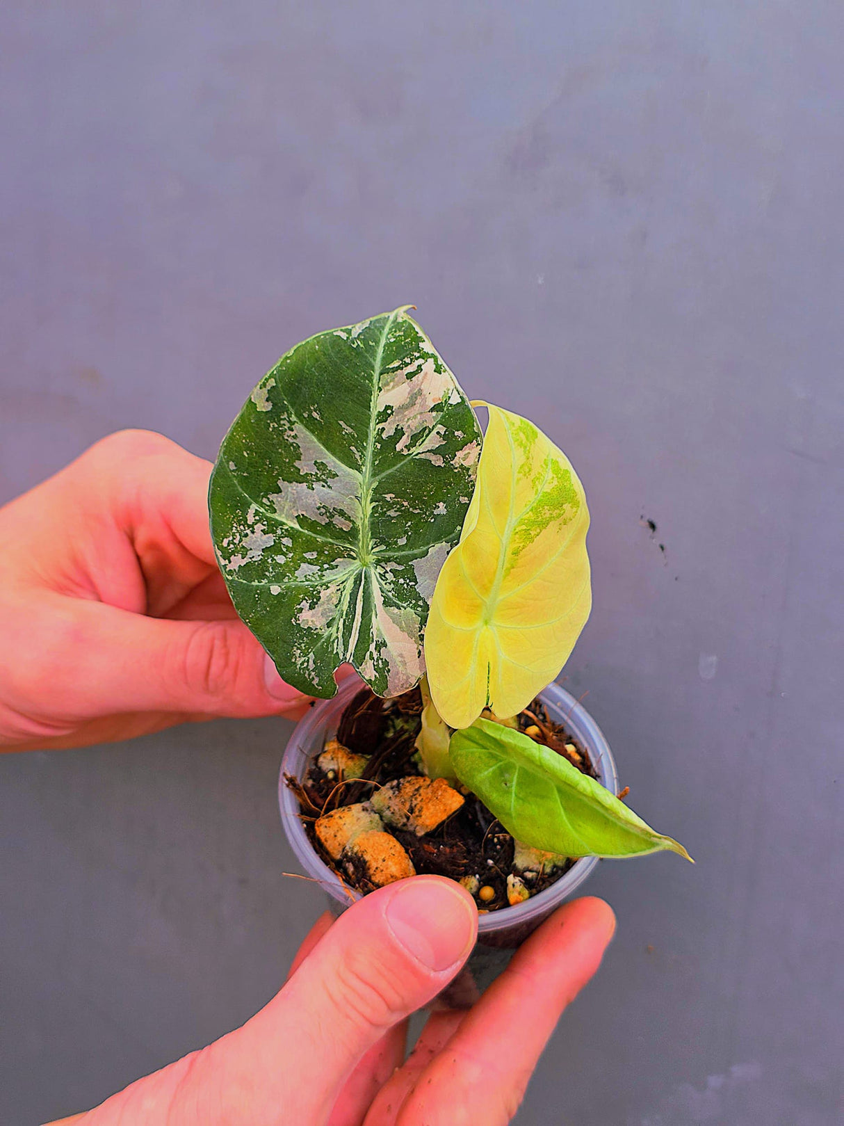Alocasia Black Velvet Pink Variegated - EXACT Pant (June-17-10)