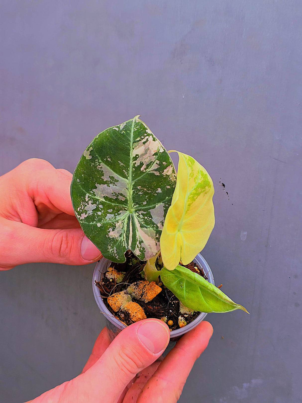 Alocasia Black Velvet Pink Variegated - EXACT Pant (June-17-10)