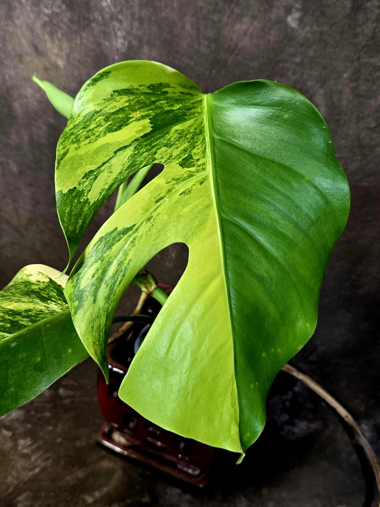 Monstera Aurea Variegated Plant - Rare EXACT Plant - (June-18-01)