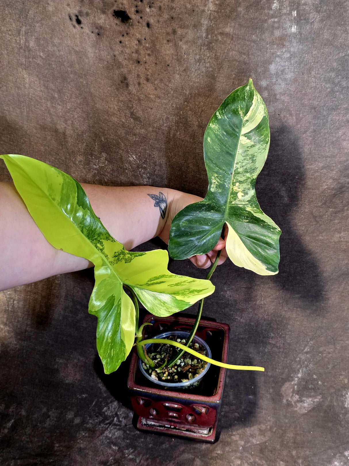 Variegated Philodendron Florida Beauty x Mayoi - (June-18-03)