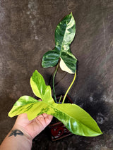 Variegated Philodendron Florida Beauty x Mayoi - (June-18-03)