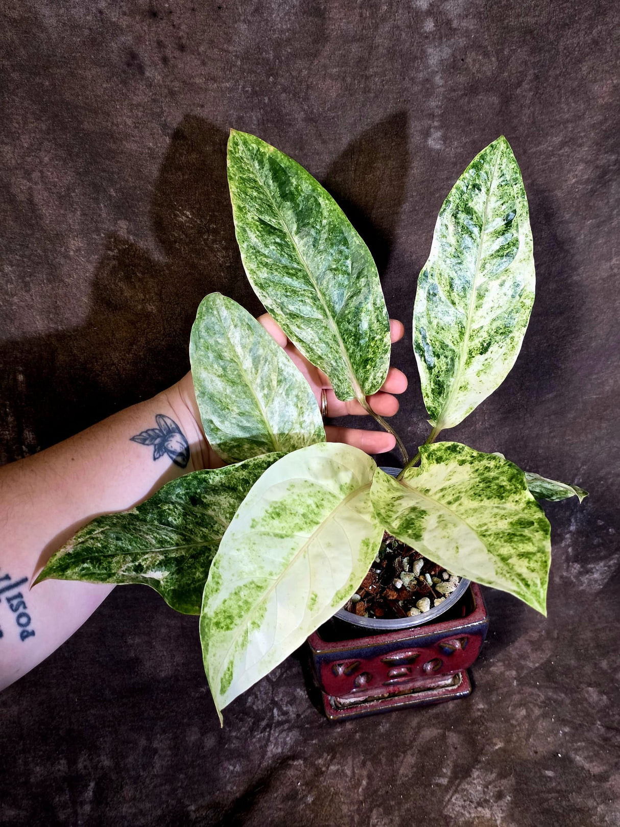 Anthurium Renaissance Variegated - Rare Exact Plant - (June-18-02)