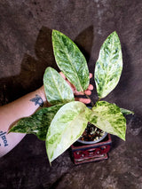 Anthurium Renaissance Variegated - Rare Exact Plant - (June-18-02)