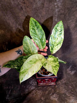 Anthurium Renaissance Variegated - Rare Exact Plant - (June-18-02)