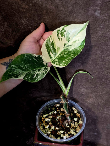Variegated Monstera Albo Borsigiana -Rare Exact Plant - (June-18-04)