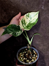 Variegated Monstera Albo Borsigiana -Rare Exact Plant - (June-18-04)