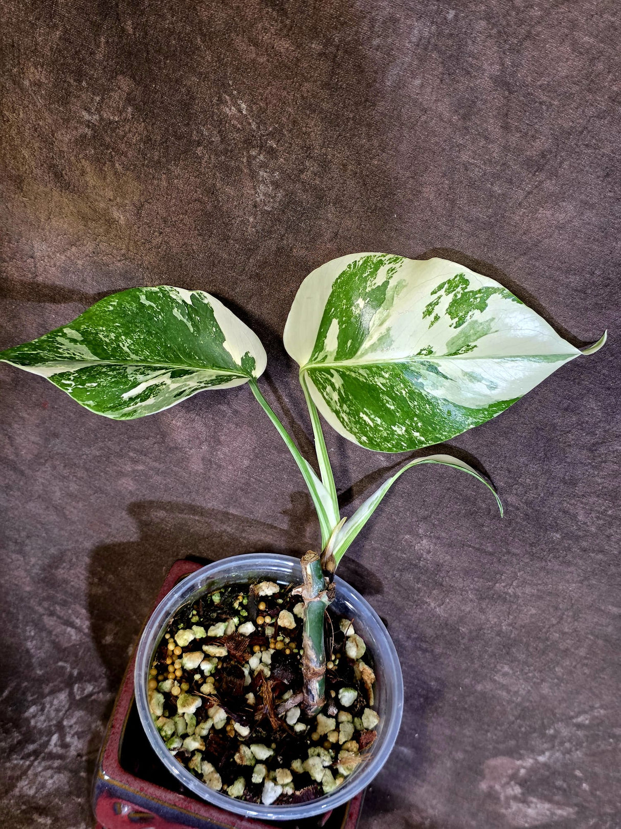 Variegated Monstera Albo Borsigiana -Rare Exact Plant - (June-18-04)