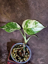 Variegated Monstera Albo Borsigiana -Rare Exact Plant - (June-18-04)