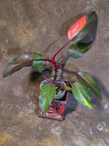 Philodendron Orange Princess - Exact Plant - US Seller (June-18-05)