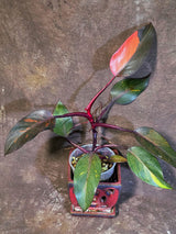 Philodendron Orange Princess - Exact Plant - US Seller (June-18-05)