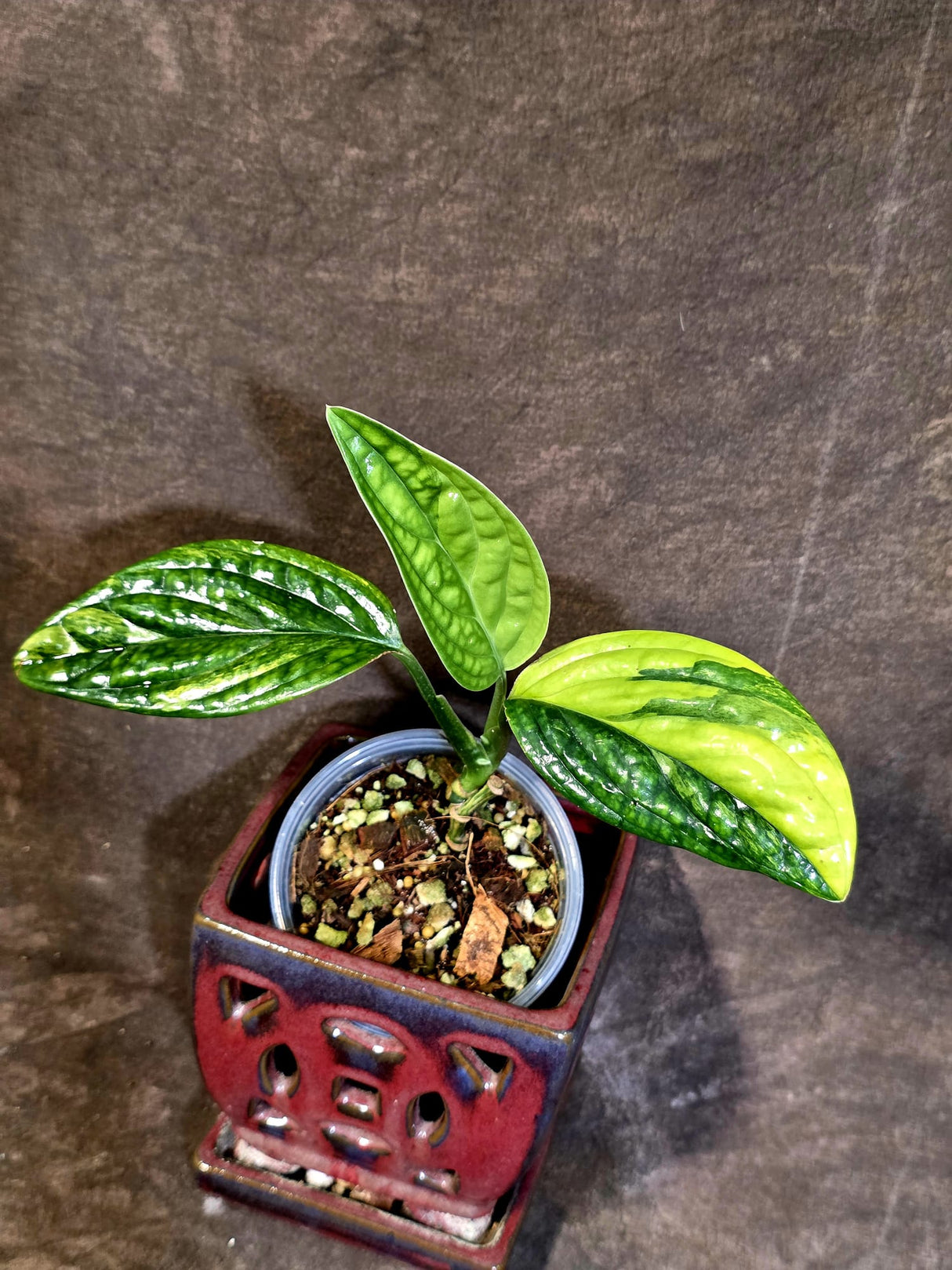 Variegated Monstera Peru - Rare Exact Plant - (June-18-06)
