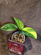 Variegated Monstera Peru - Rare Exact Plant - (June-18-06)