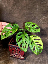 Monstera Adansonii Aurea Variegated - Rare Exact Plant - (June-18-07)