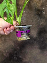 Monstera Adansonii Aurea Variegated - Rare Exact Plant - (June-18-07)